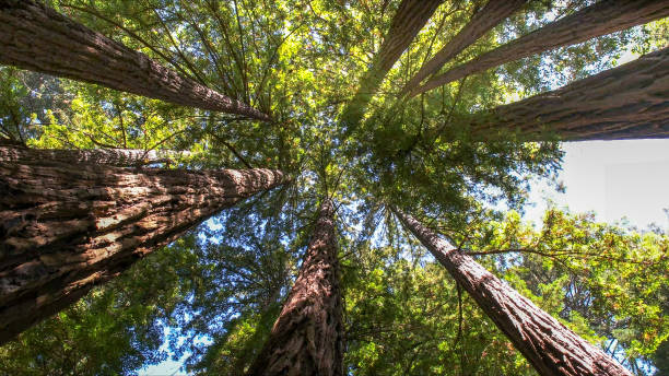 Trusted Sedro Woolley, WA Tree Services Experts