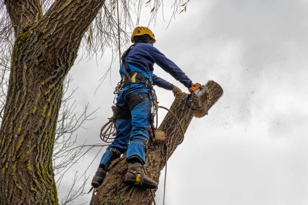 Best Commercial Tree Services  in Sedro Woolley, WA