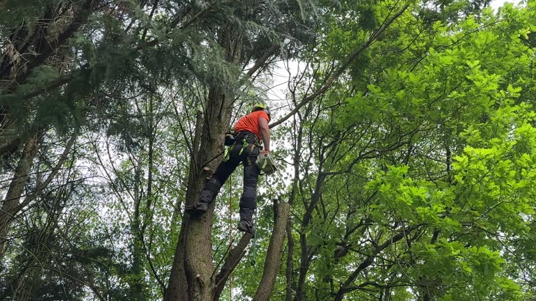 Leaf Removal in Sedro Woolley, WA