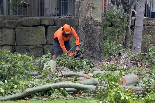 Best Hazardous Tree Removal  in Sedro Woolley, WA