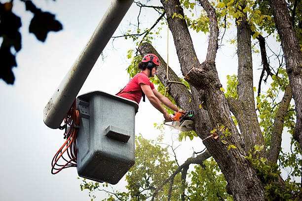 How Our Tree Care Process Works  in  Sedro Woolley, WA