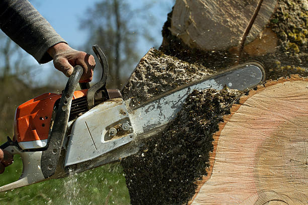 Best Storm Damage Tree Cleanup  in Sedro Woolley, WA